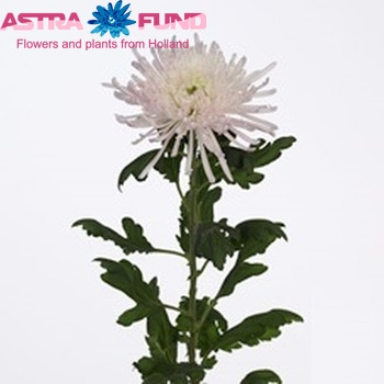Chrysanthemum Indicum Grp geplozen Spider Spivio fotografie