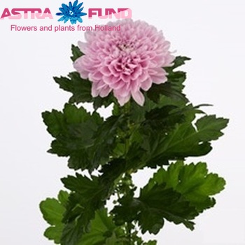 Chrysanthemum Indicum Grp geplozen Stasya fotografie