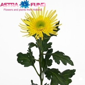 Chrysanthemum Indicum Grp geplozen Tofinou Yellow fotografie