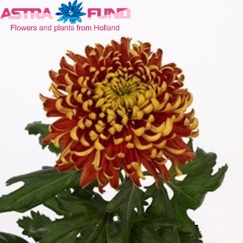 Chrysanthemum Indicum Grp geplozen Tom Pearce Dark fotografie
