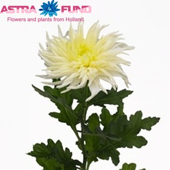 Chrysanthemum Indicum Grp geplozen Waikiki fotografie