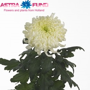 Chrysanthemum Indicum Grp geplozen 'White Lake' fotografie