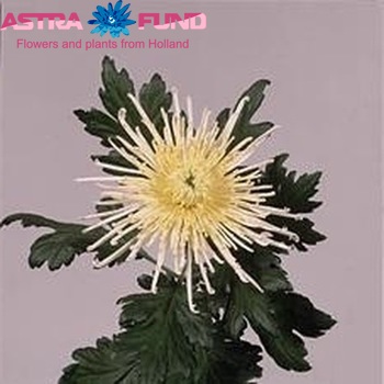 Chrysanthemum Indicum Grp geplozen 'White Spider' fotografie