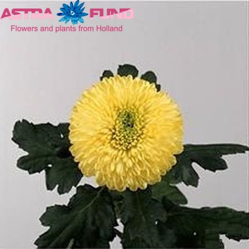 Chrysanthemum Indicum Grp geplozen 'Yellow Boris Becker' fotografie