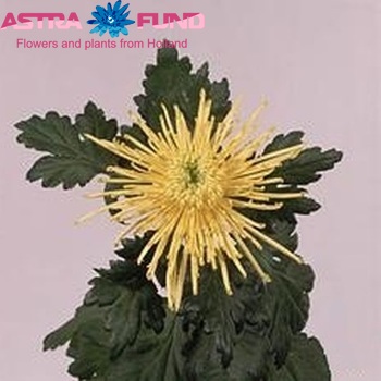 Chrysanthemum Indicum Grp geplozen 'Yellow Spider' fotografie