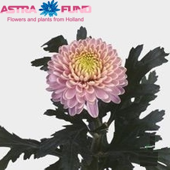 Chrysanthemum Indicum Grp geplozen 'Zodiac Rose' fotografie
