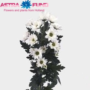 Chr san  Allwhite fotó