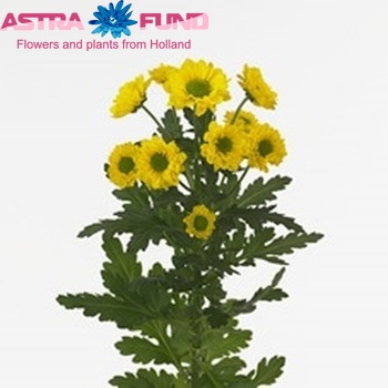 Chr san  Aviso fotó