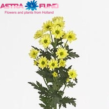 Chr san Allcream fotó