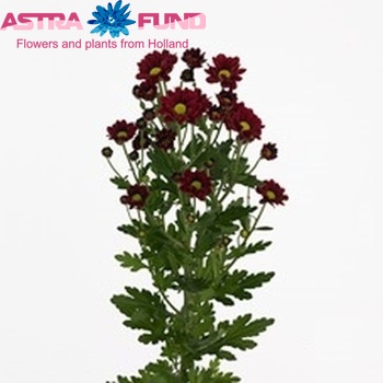 Chr san Allkind fotó