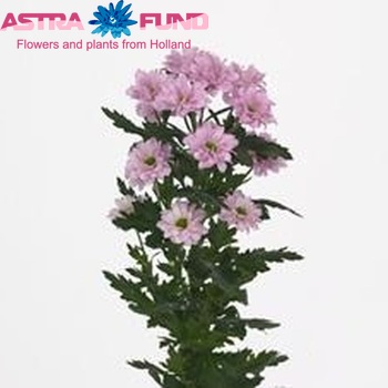 Chr san Allpure fotó