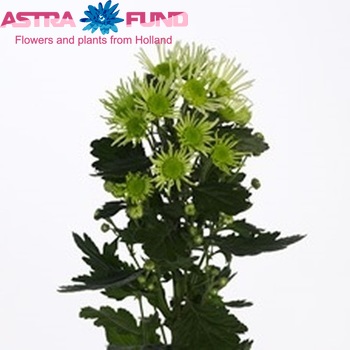 Chr san Anura Green fotó