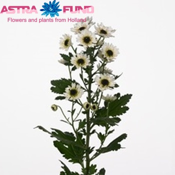 Chr san Black Eye fotó