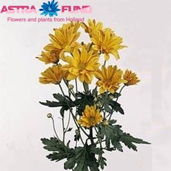 Chr tr  Artist Yellow fotografie