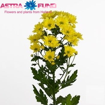 Chr tr  Astana fotografie