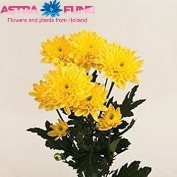 Chr tr  Euro Yellow fotografie