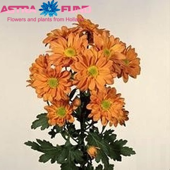 Chr tr  Reagan Orange φωτογραφία