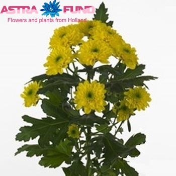 Chr tr  Romanov Yellow fotografie