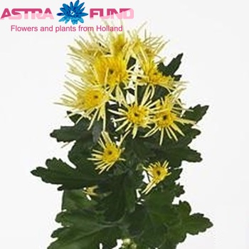 Chr tr  Vesuvio Yellow φωτογραφία