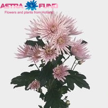 Chr tr 'Anastasia Pink' fotografie