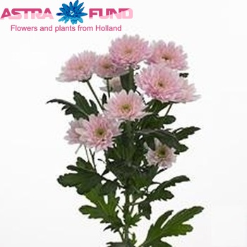 Chr tr Euro Pink fotografie