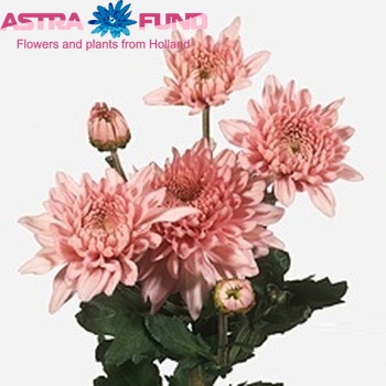 Chr tr 'Gompie Rose' fotografie