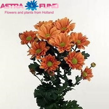 Chr tr Grand Orange fotografie
