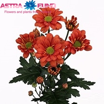 Chr tr 'Reagan Dark Orange' φωτογραφία