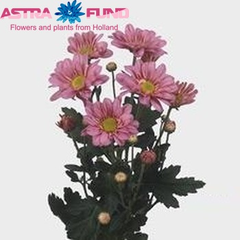 Chr tr Reagan Rosy Dark φωτογραφία
