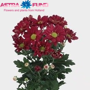 Chr tr Reagan Ruby Red φωτογραφία