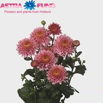 Chrysanthemum Indicum Grp tros buiten 'Blenda' fotografija