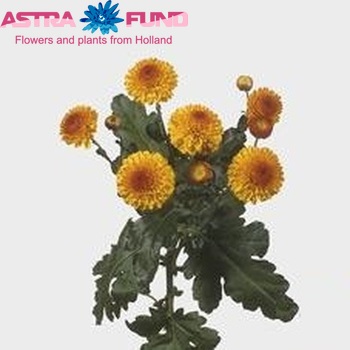 Chrysanthemum Indicum Grp tros buiten 'Bright Eye' fotografija