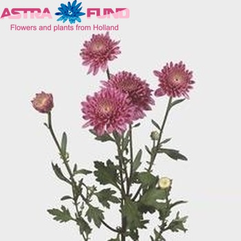 Chrysanthemum Indicum Grp tros buiten 'Gerrie Hoek Dark' fotografija