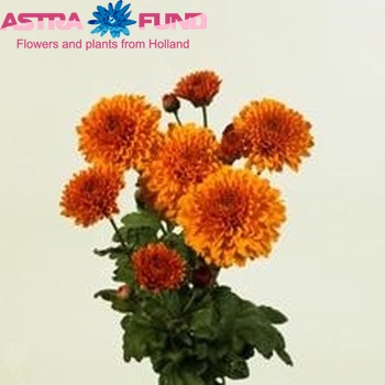 Chrysanthemum Indicum Grp tros buiten 'Wendy' fotografie