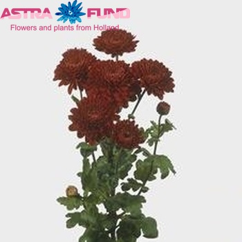 Chrysanthemum Indicum Grp tros buiten 'Wendy Rood' fotografie