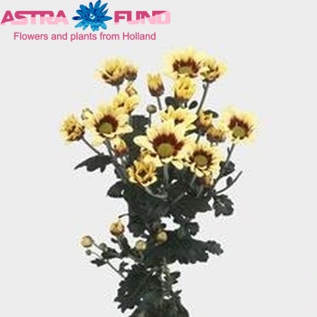 Chrysanthemum Indicum Grp tros kas 'Ace' fotografie