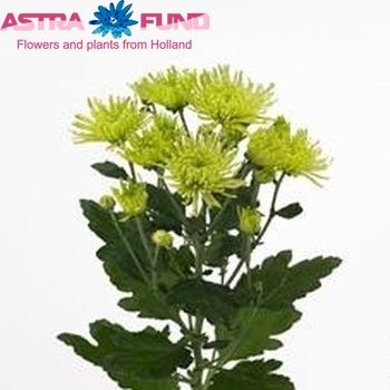 Chrysanthemum Indicum Grp tros 'Anastasia Dark Lime' фото