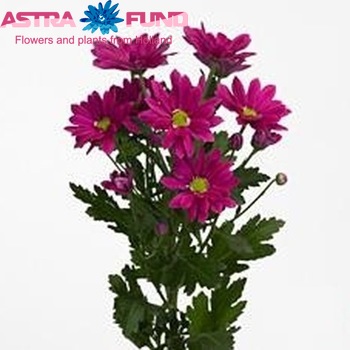 Chrysanthemum Indicum Grp tros 'Asenka Splendid' fotografija