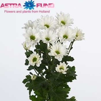 Chrysanthemum Indicum Grp tros 'Astec' fotografija