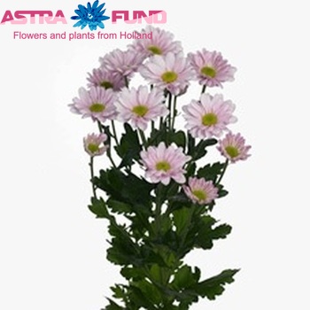 Chrysanthemum Indicum Grp tros 'Astec Pink' fotografija