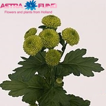 Chrysanthemum Indicum Grp tros 'Balloon' fotografija
