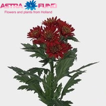 Chrysanthemum Indicum Grp tros 'Bradford' fotografija