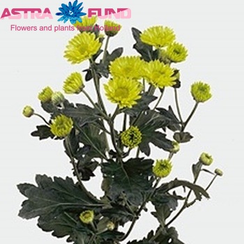Chrysanthemum Indicum Grp tros 'Breezers' fotografija