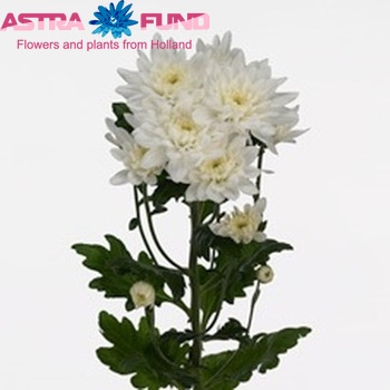 Chrysanthemum Indicum Grp tros 'Calabria' fotografie