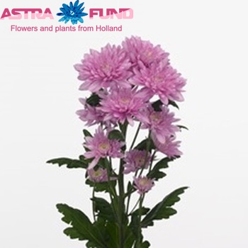 Chrysanthemum Indicum Grp tros 'Calabria Cerise' fotografie