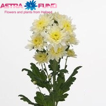 Chrysanthemum Indicum Grp tros 'Calabria Cream' fotografie