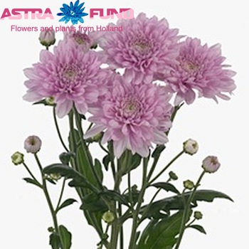 Chrysanthemum Indicum Grp tros 'Calabria Pink Dark' fotografie