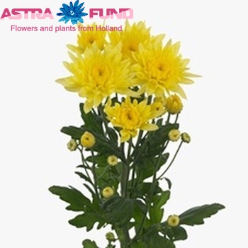 Chrysanthemum Indicum Grp tros 'Calabria Yellow' fotografie