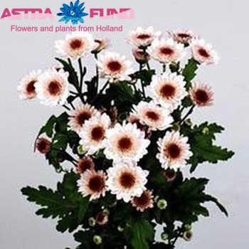 Chrysanthemum Indicum Grp tros Carnaval fotografie