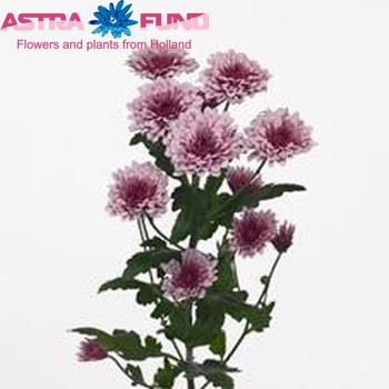 Chrysanthemum Indicum Grp tros Cefalu fotografie
